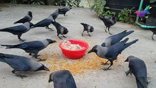 Kauwa ki awaaz kaka HD - Different kauwa ki awaz | কাকের ডাক Crow Sound Crow ki Awaz Loudly α198