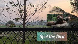 Spot the bird in my backyard #goaindia #birds #birdlovers #woodpecker #nature #travel