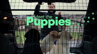Episode One: Meet the puppies | Dogs for Good x Škoda