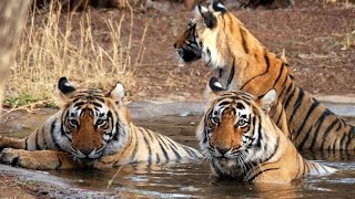 #TigerSighting #spotted at Corbett Jungle inn Riverside CAMP RANIKHET ROAD MOHAN booking 9639339395