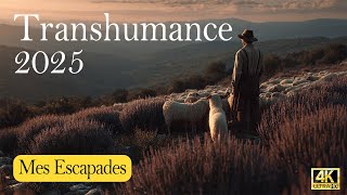 Transhumance saint rémy de provence 2025 | MES ESCAPADES [4K
