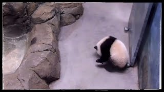 #PandaStory Baby & the Bug