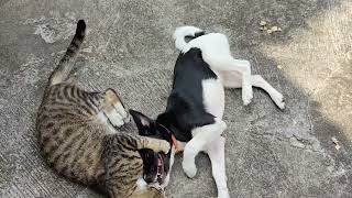 Playing or Fighting? I Original Audio