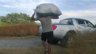 Getting Cow Manure for Vermi-composting