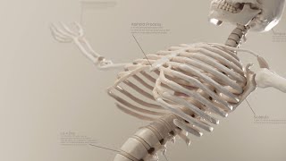 Skeleton Stories