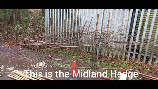 Hedge laying.