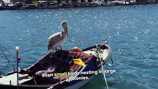 Pelicans_ Masterful Hunters of the Sky #animal #birds #wildlife #animal #animallover #sea #sky