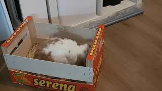 Shortie my bunny Rum shedding hear funny rabbit