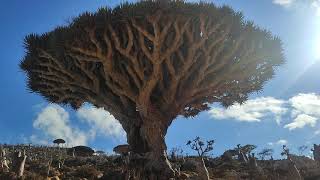 Yemen. Socotra Island. Homhill. Dragon Blood and Bottle trees 1. 2021.10.26