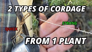 Survival Guide: 2 kinds of Cattail Cordage