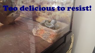 Feeding our Cute Bearded Dragon