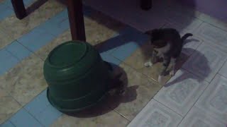 Cat Mom and Cat Son Part 1 | GamerJanith Productions