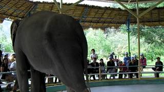 circus elephant - Nha Trang Vietnam
