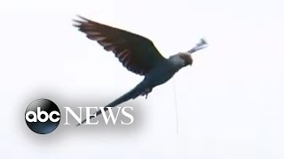 Group of Spix's macaws released in Brazil