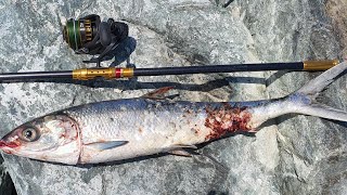 5.6kg milkfish/bangus testing new reel BG 6500 daiwa