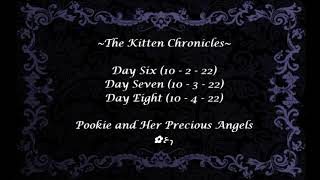 The Kitten Chronicles