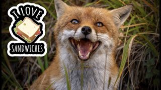 This Fox Loves Peanut Butter Sandwiches!