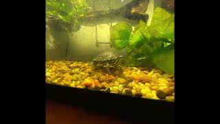 There He Goes (Song for my Turtle Scott)