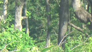 Young Sasquatch Had His Head Peeking Out Of  aTree