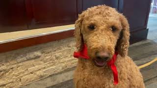 Welcome to Hops for Hospice 2024 | Hospice Comfort Therapy