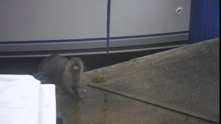 otter having a snack