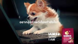 ไอแอมส์™ โปรแอคทีฟ เฮลท์™ สุนัขโตพันธุ์เล็ก