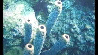 Tube sponges