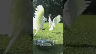 Sunny Tuesday with the Backyard Flock| HungryBirds Live Stream (V)