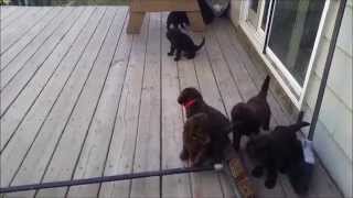 F1B Labradoodle Puppies - 4 weeks old - Dreamydoodles.com