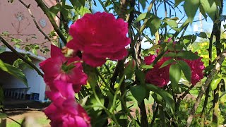 Much flowers🌺🌻🌹🌷