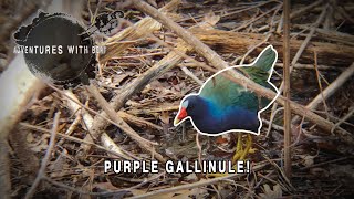 Purple Gallinule | Yarmouth, Cape Cod