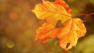 Sri Sri Ravishankar Meditation Music, Inner Peace Music, Positive Energy Music