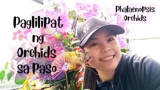 Paglilipat ng orchids sa paso||Phalaenopsis Orchids|| @marisaustria8008