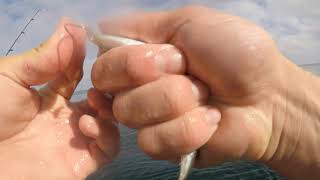 San Diego fishing with my Fishnfx Rattlesnake Rod