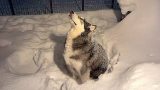 Funny Dogs Facing Snow in the Most RIDICULOUS Ways! 🤣