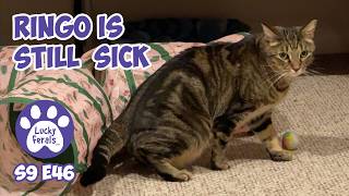 Ringo Is Still Sick. He Is Not Eating - Rescue Kitten Days 57-59 - Lucky Ferals Cat Vlog S9 E46