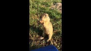 Sysel obecný - Spermophilus citellus