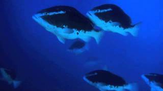 REEF Grouper Moon Project Highlights 2012