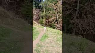 seb ka ped hareram halchal vlogs
