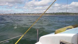 Sailing with dolphins in lyme bay exmouth safe water mark(3)