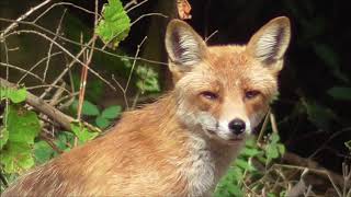 A tired male fox with fleas - Ein müder Fuchsrüde mit Flöhen