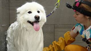 Samoyed Dog Gets Groomed For The First Time in Years...