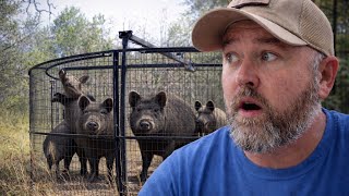 I Caught Over 20 Wild Hogs… They Almost All Escaped 