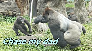 Gorilla Jabali chased dad and tapped dad's head / 小J追一追爸爸, 敲一敲爸爸的頭😅