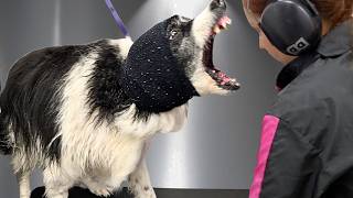 The Owners Were Worried...I Found Out Why 😬