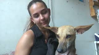 Animal Welfare Decree protects animals in Cuba