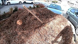 Wood Chips and Live Announcement