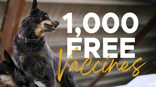 Rescuing a Community - Bissell Pet Foundation