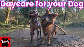 🐕‍🦺🐕🌲 Daycare for your dog 🐕‍🦺🐕🌲  Keep your dog busy while you are away or watch together 🥰❤💤