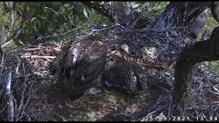 Windy Day For Sea Eaglets